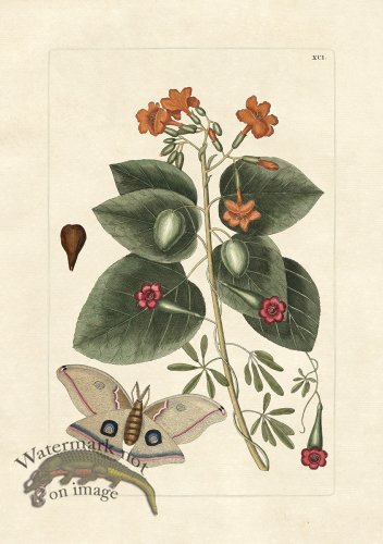 (image for) Olden Butterfly 91