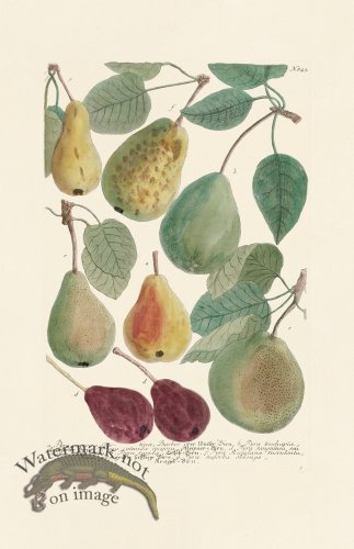 (image for) Weinmann PL 843