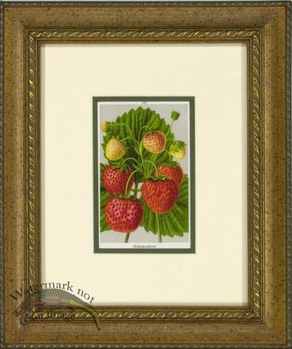 Strawberry 1946 OGF 03
