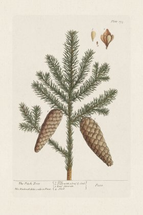 BEE 198 The Pitch Tree