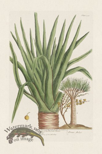 (image for) BEE 358 The Dragon-Tree