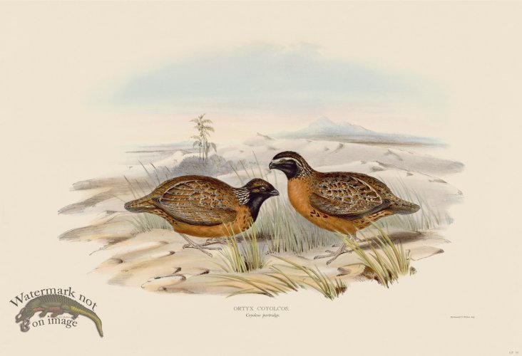 (image for) 06 Coyolcos partridge