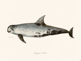 Cuvier 426 Risso's Dolphin