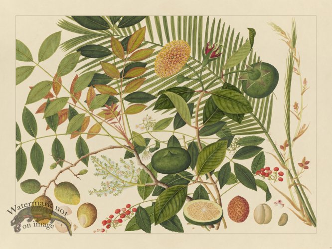 Andalas Botanicals 10