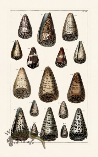 (image for) Seba B2 045