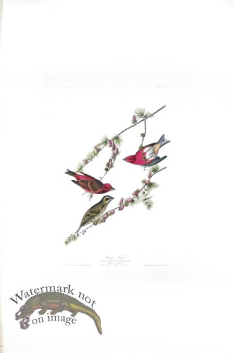 (image for) Purple Finch