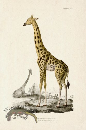 FNH 02 Giraffe
