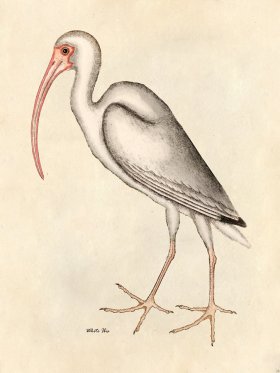 White Ibis - Tribute Bd 24
