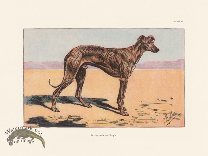 (image for) Les Chiens 060