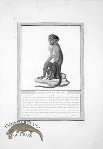 (image for) The_Monkeys_03