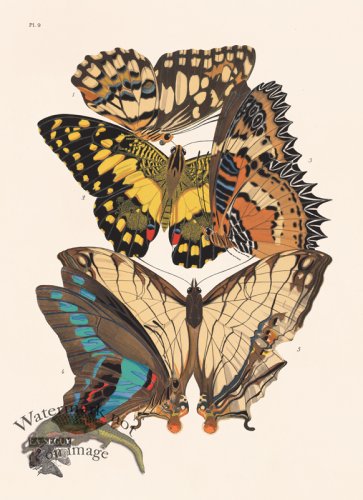(image for) Seguy Butterfly 09