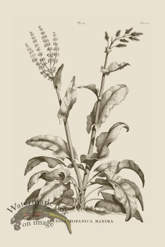 (image for) Abraham Munting 075