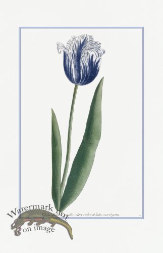 (image for) Blue Weinmann S 03