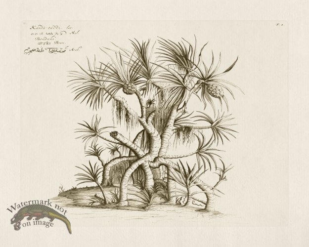 (image for) HORTUS VOL 02 01