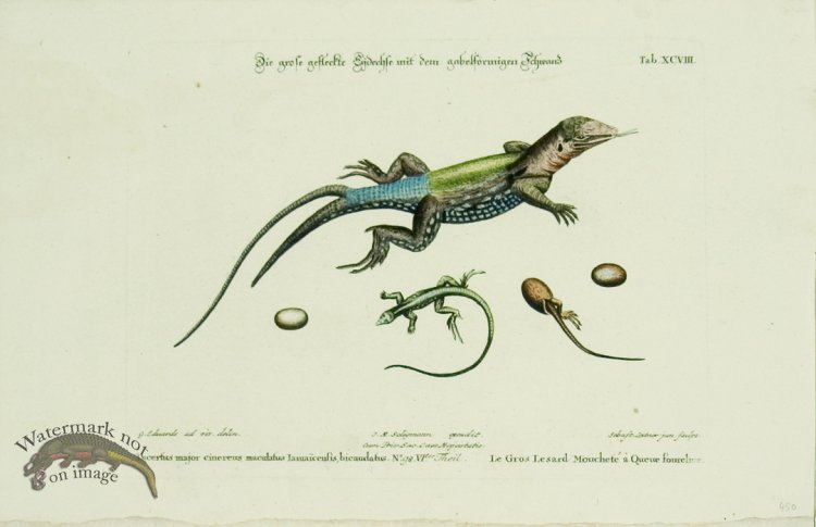 (image for) SSM 07 Le Gros Lesard Mouchete a\' Quene fourclure (Lizard)