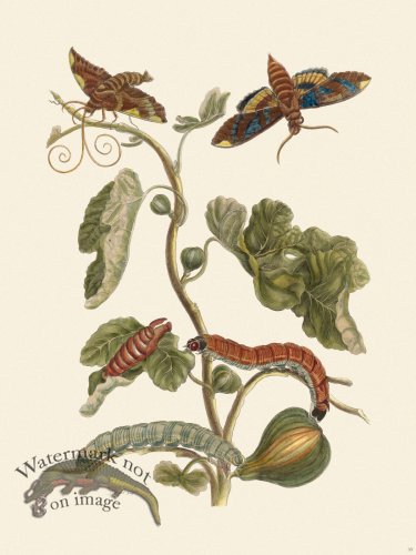 (image for) Merian Metamorphosis 33