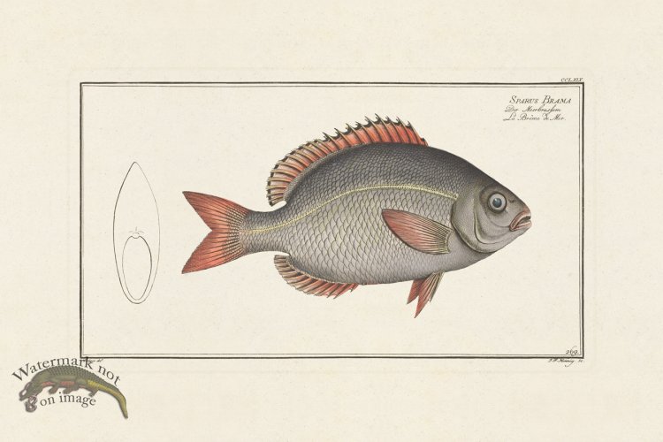 (image for) BLOCH FISH 269