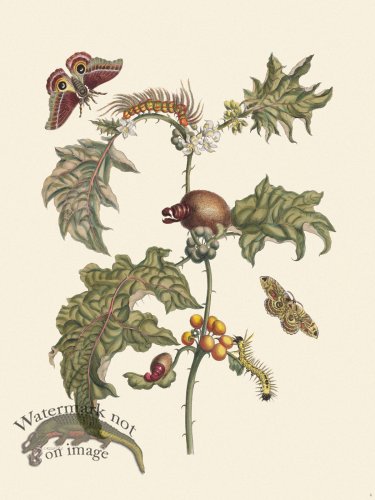 (image for) Merian Metamorphosis 06