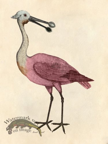 (image for) Roseate Spoonbill - Tribute Bd 19