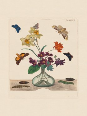 Moses Harris Insects 39