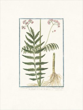 Bonelli 115 Valeriana sylvestris