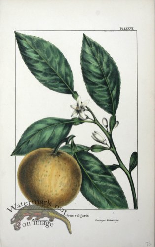 (image for) 05 Wild Orange Tree