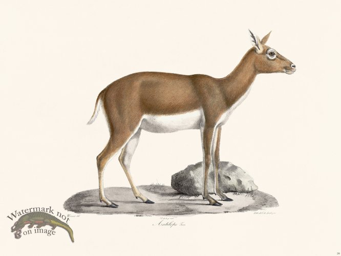 (image for) Cuvier 039 Antelope female