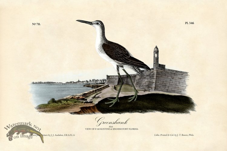 (image for) GreenShank