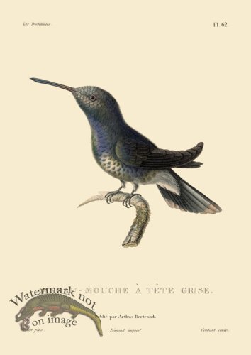 (image for) Humming Bird 62