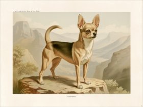 CFA Dog Chihuahua 04