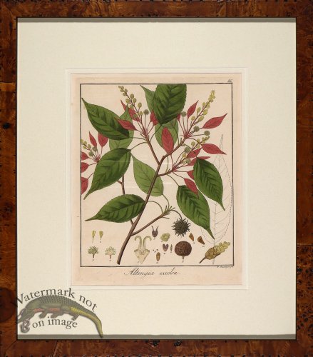 (image for) Hayne\'s Botanical in Burl 10