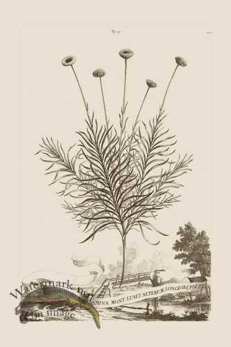 (image for) Abraham Munting 069