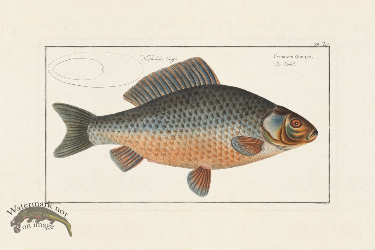 (image for) Bloch Fish 012