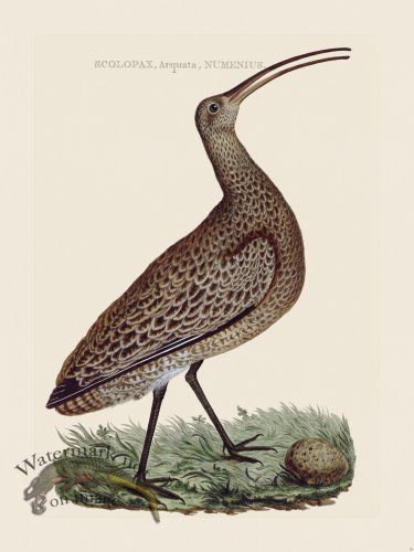 (image for) Nozeman Bird 019