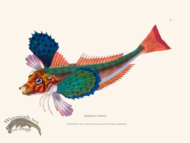 (image for) 002 Sappharine Gurnard