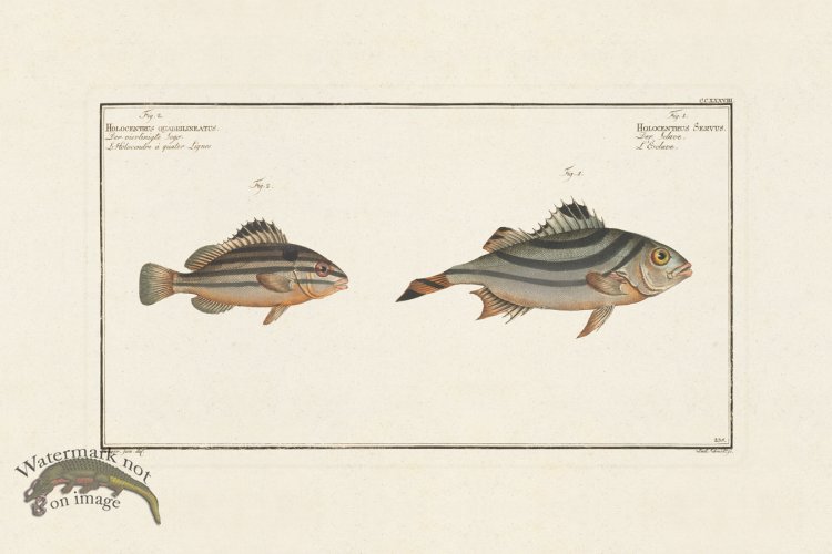 (image for) BLOCH FISH 238