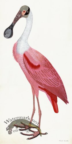 (image for) Rudbeck 039 Spoonbill 20x40