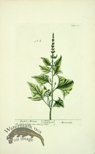 (image for) Blackwell E 49