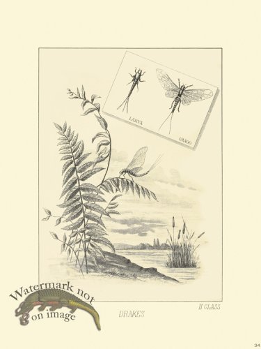 (image for) Favorite Flies 34