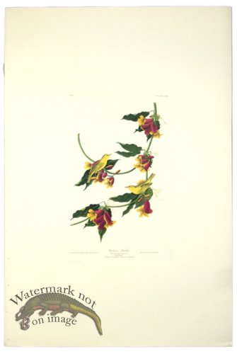 (image for) Rathbone Warbler