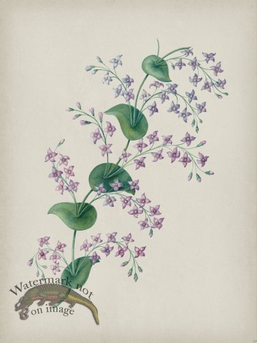 (image for) Andean Botanicals 027