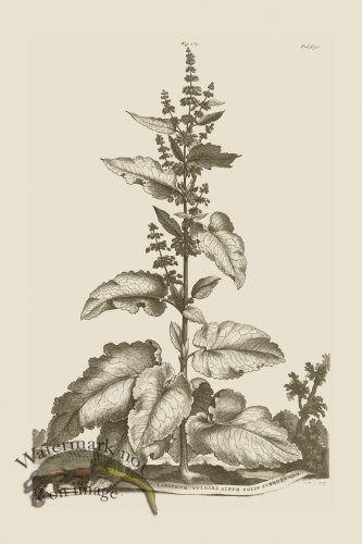 (image for) Abraham Munting 187