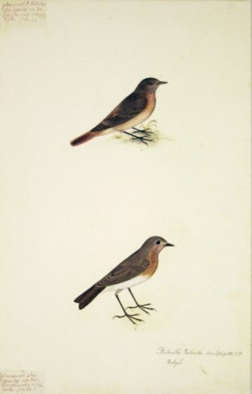67 Swedish Birds . Motacilla Rubecula, European Robin