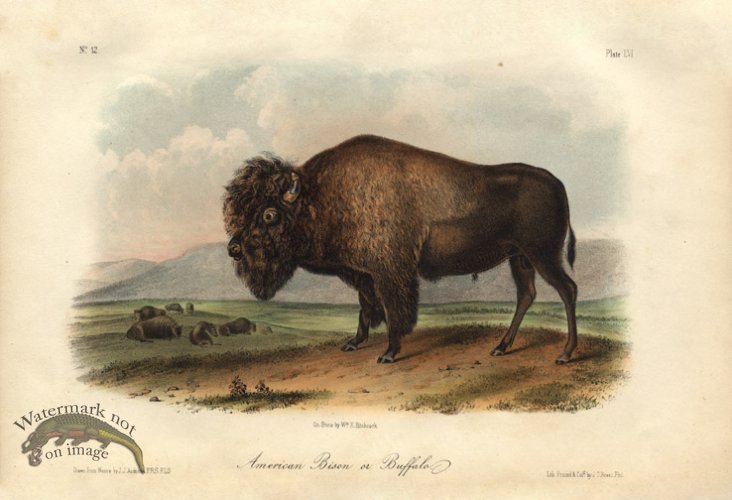 Bison Male