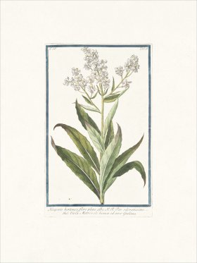 Bonelli 328 White Sweet Rocket