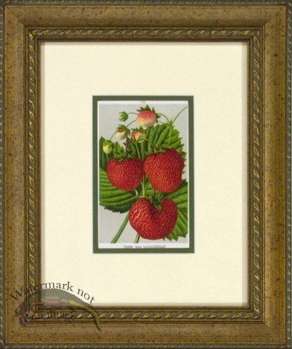 (image for) Strawberry 1946 OGF 04