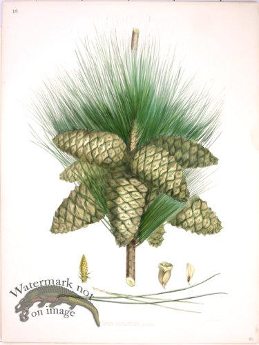 (image for) Lawson Pine Cone 20