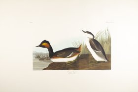 Gold-Eye Duck
