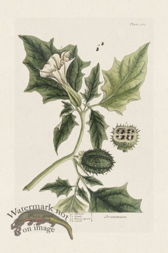 (image for) BEE 313 Thornapple