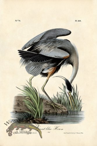 (image for) Great Blue Heron